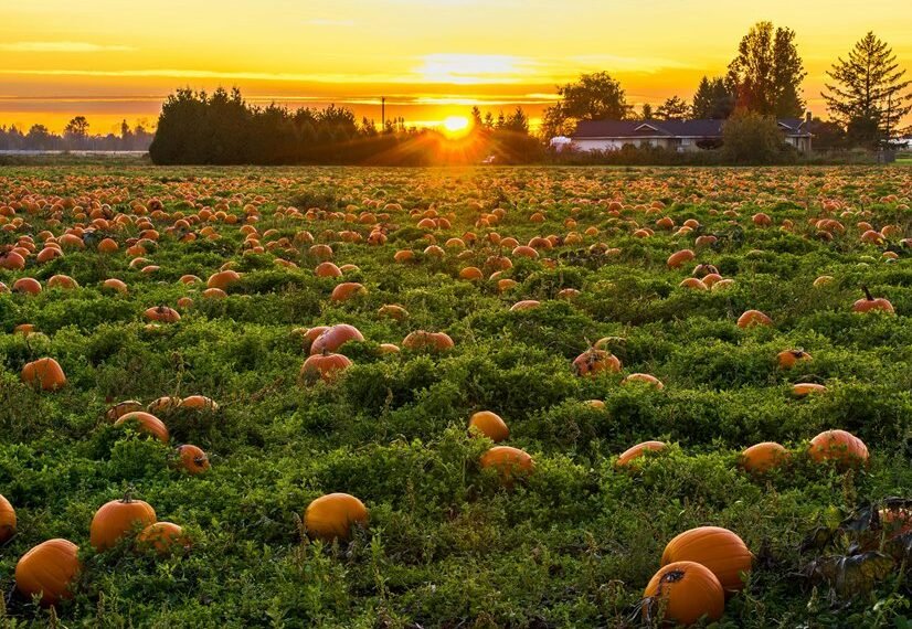 competitive market analysis overview